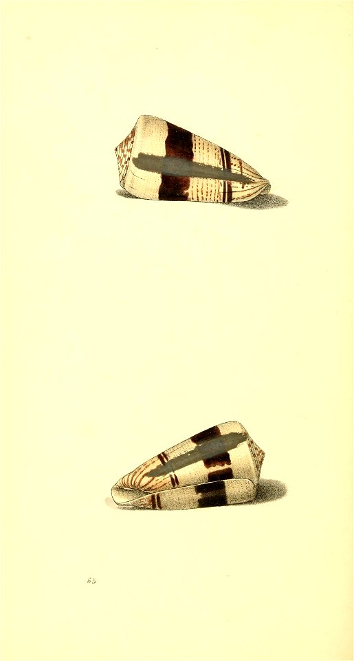 n397_w1150