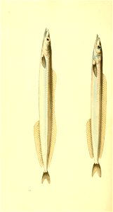 n385_w1150
