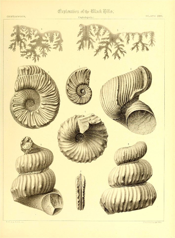 n558_w1150