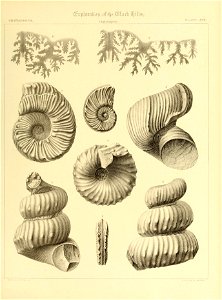 n558_w1150