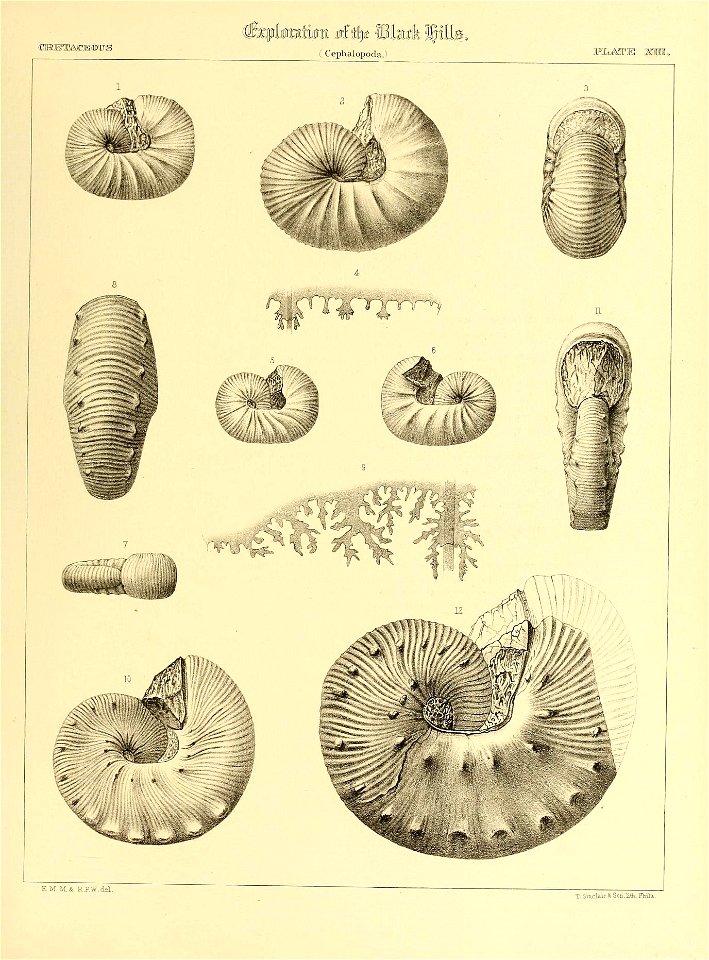 n554_w1150