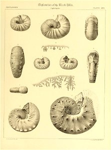 n554_w1150