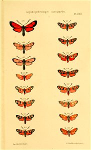 n596_w1150