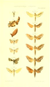 n438_w1150