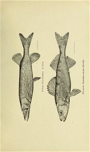 n246_w1150