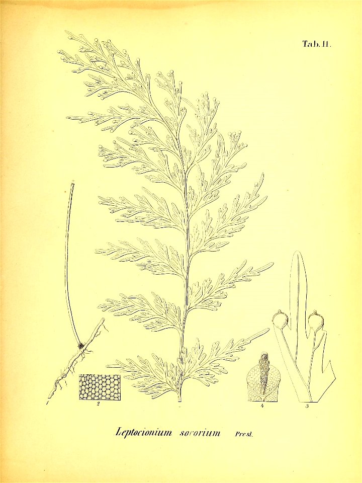 n552_w1150