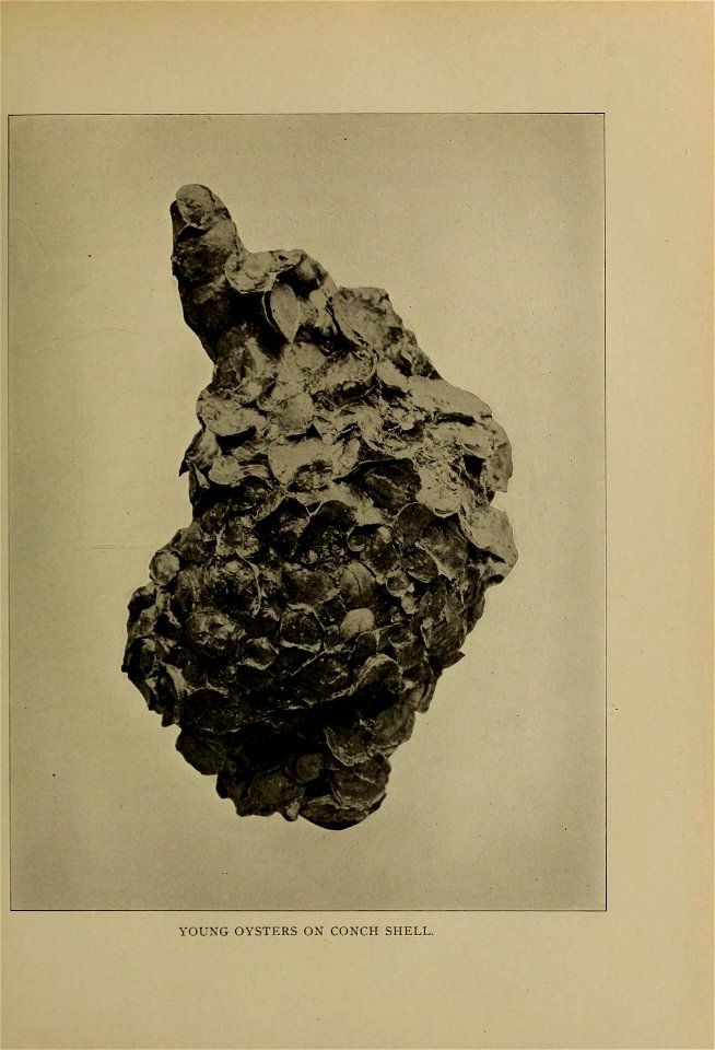 n154_w1150