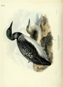 n789_w1150