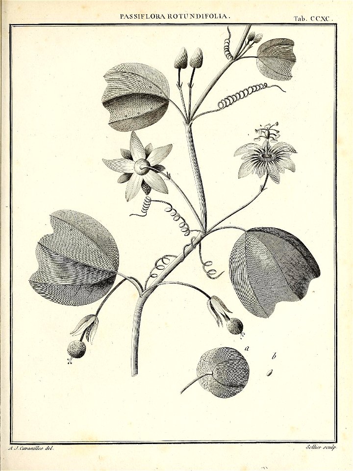 n438_w1150