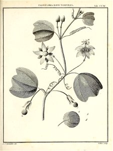 n438_w1150