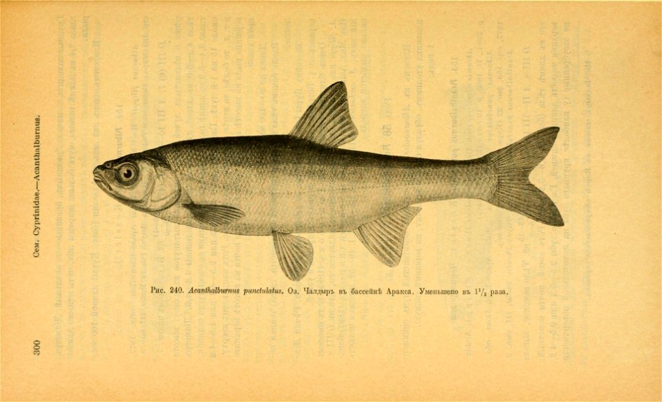 n335_w1150