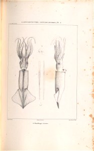 n268_w1150
