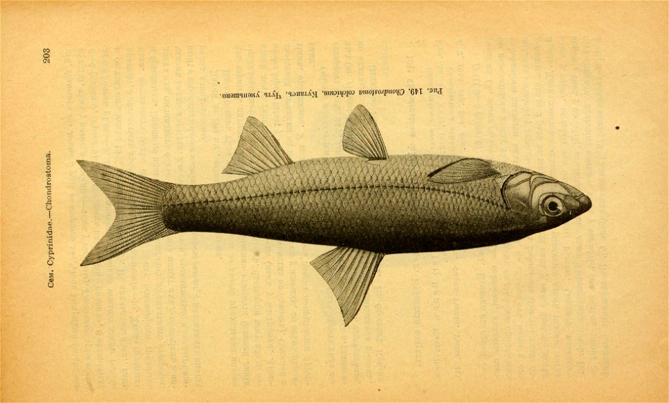 n238_w1150