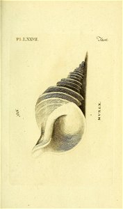 n336_w1150