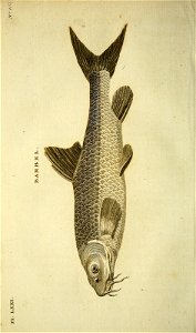 n513_w1150