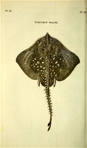 n127_w1150