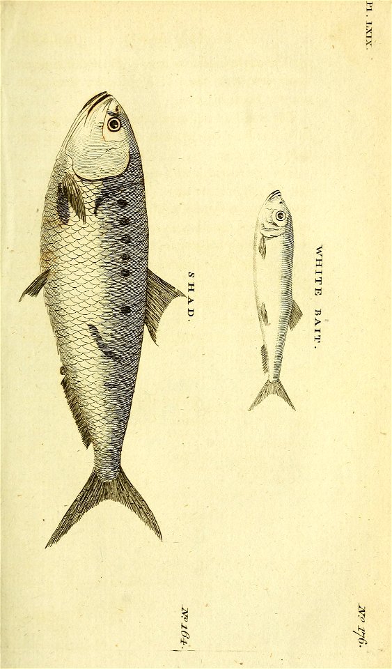 n500_w1150
