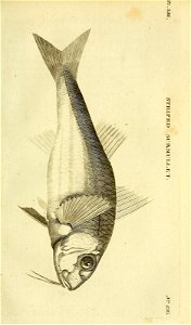 n394_w1150