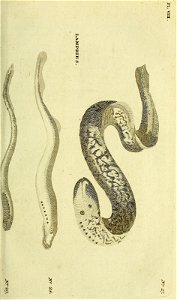n102_w1150