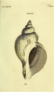 n338_w1150