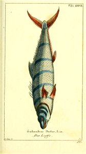 n68_w1150