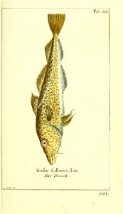 n34_w1150