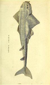 n136_w1150