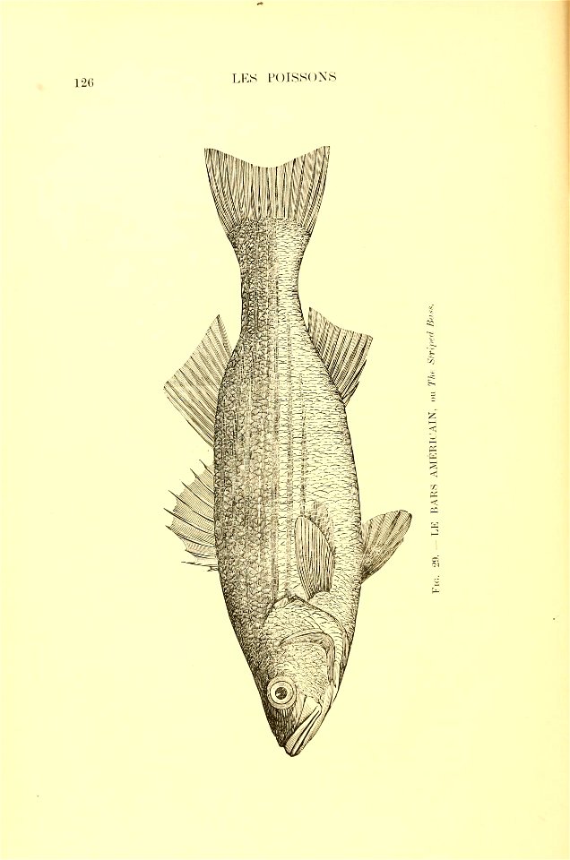 n145_w1150