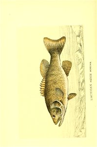 n107_w1150
