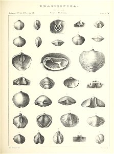 n516_w1150