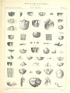 n492_w1150