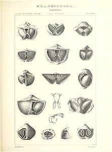 n452_w1150