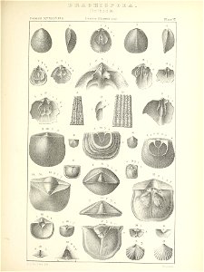 n488_w1150