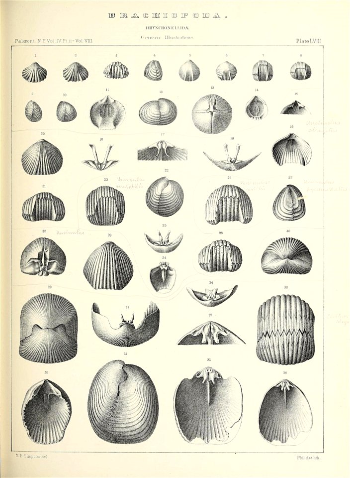 n568_w1150
