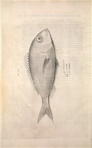 n495_w1150