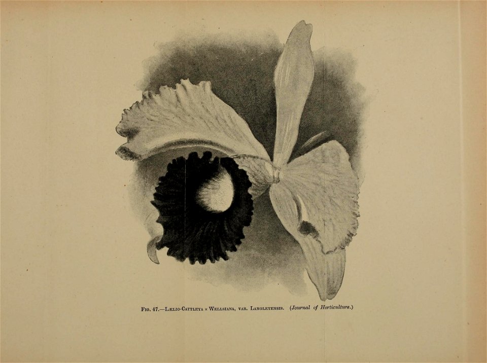 n520_w1150