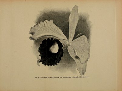 n520_w1150