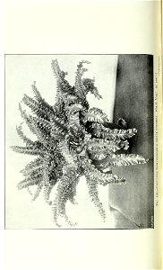 n979_w1150