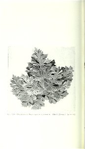 n977_w1150