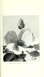 n878_w1150