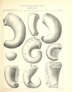 n274_w1150