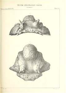 n452_w1150