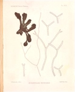 n96_w1150