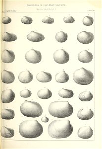 n490_w1150