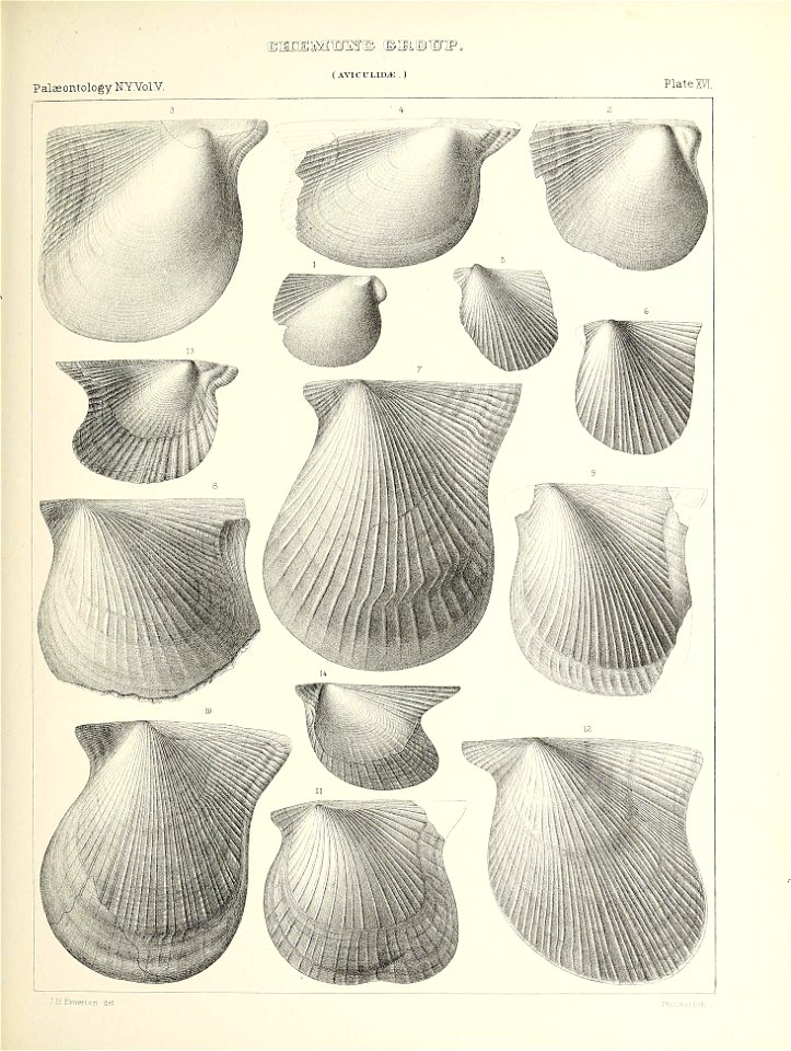 n354_w1150
