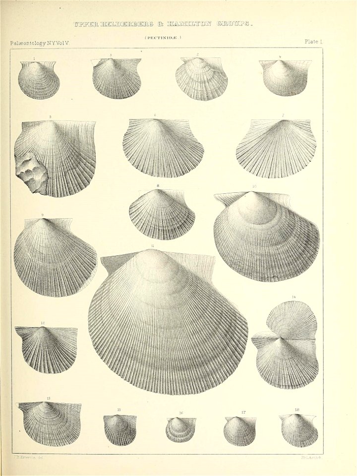 n294_w1150