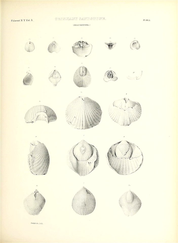n490_w1150