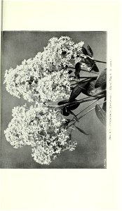 n976_w1150