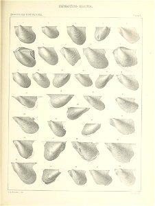 n462_w1150