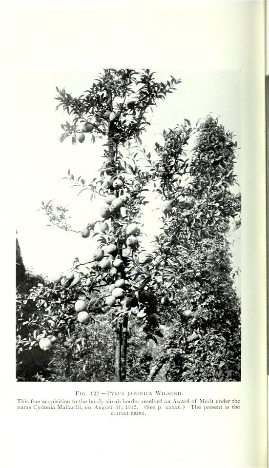 n975_w1150
